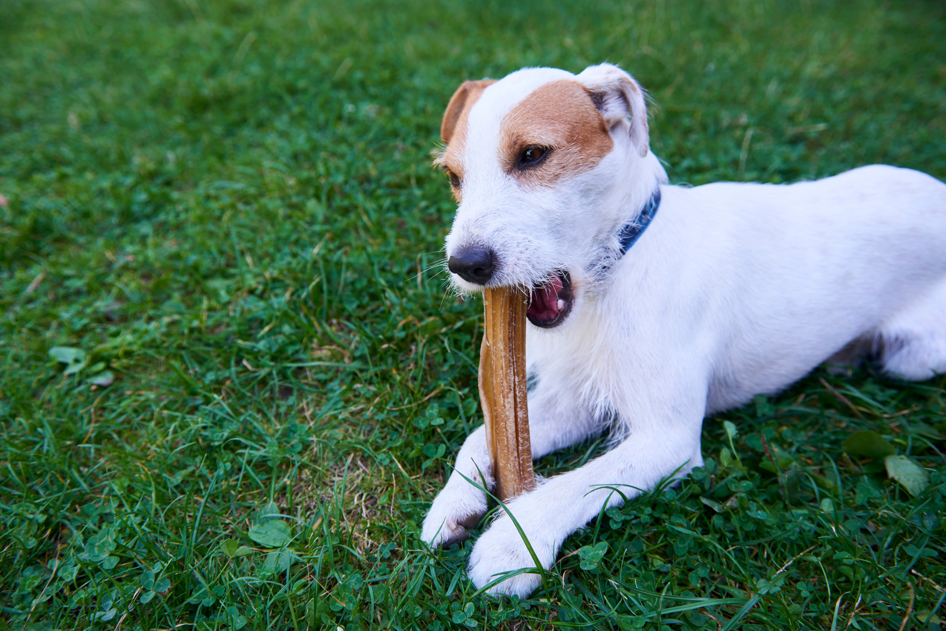Puppy chewing safely with supervision