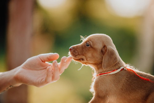 A Wirehaired Vizsla Puppy sniffing its owners hand