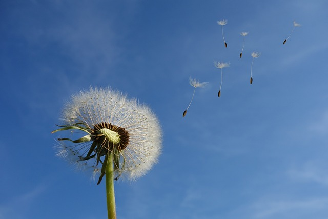 dandelion, heaven, flower