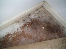 Water Damage in Brisbane Properties