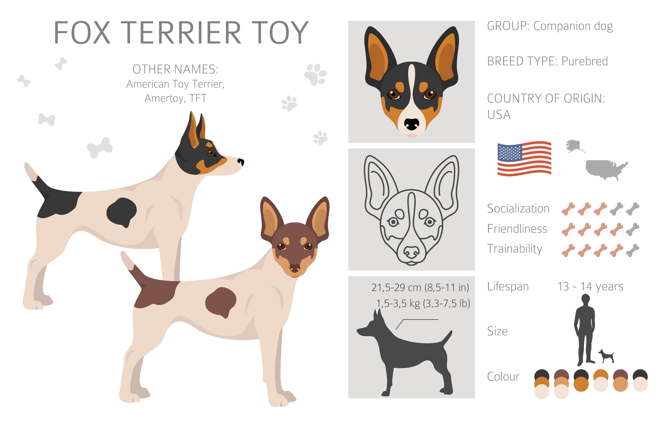 An infographic of the Toy Fox Terrier