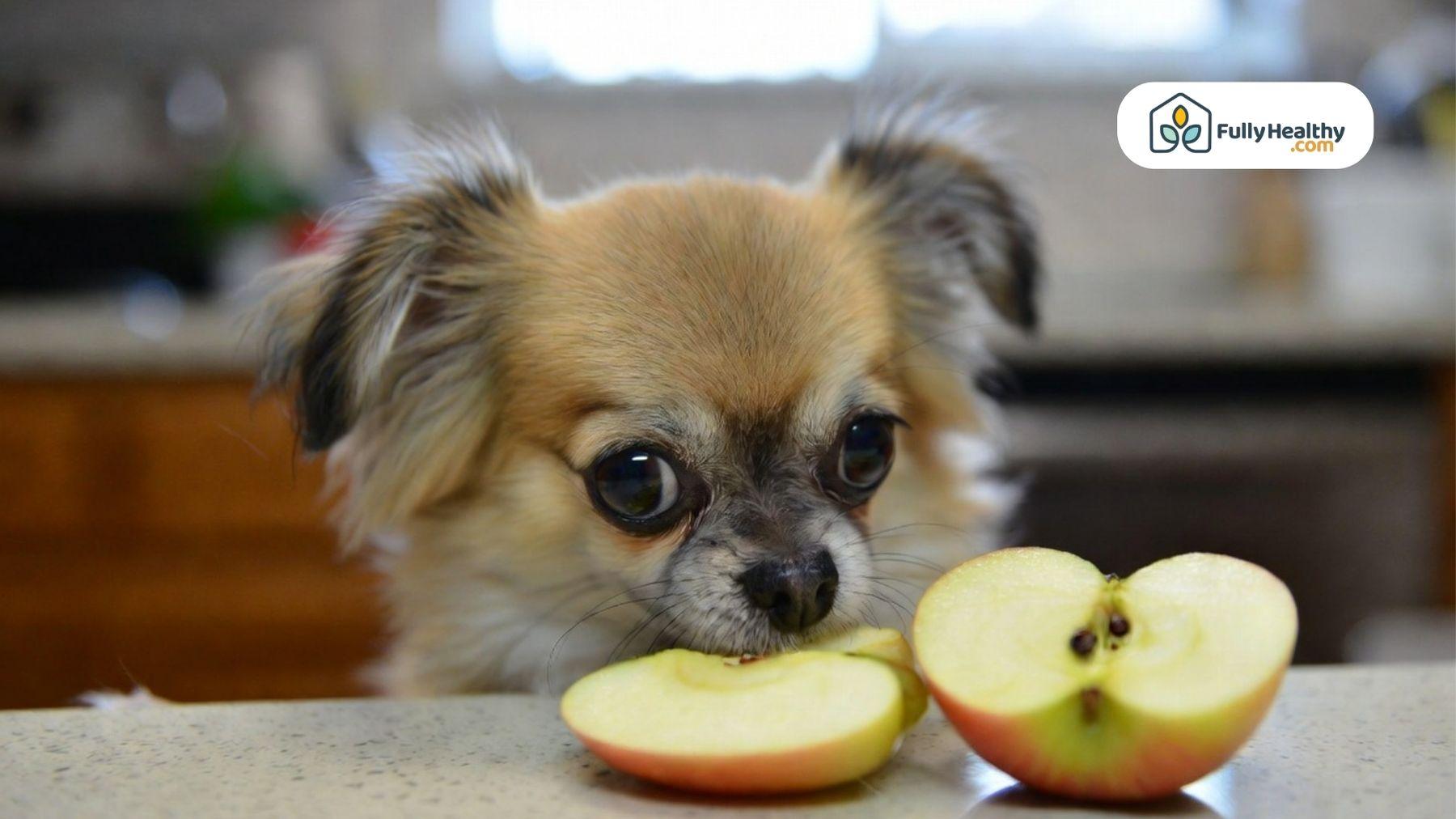 Dog sniffing apple slices with seeds visible on kitchen counter.