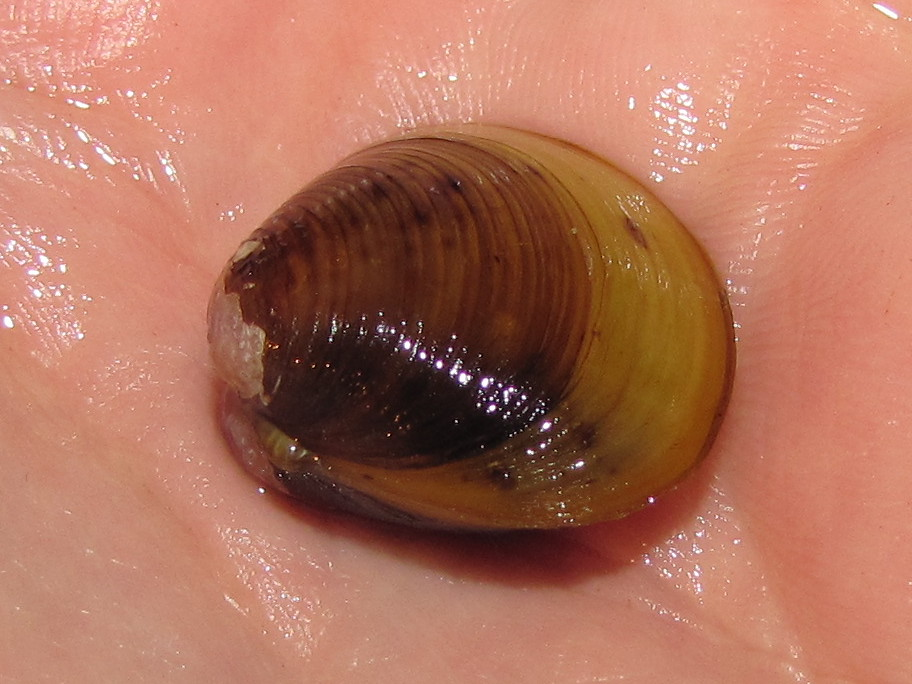 freshwater-clam