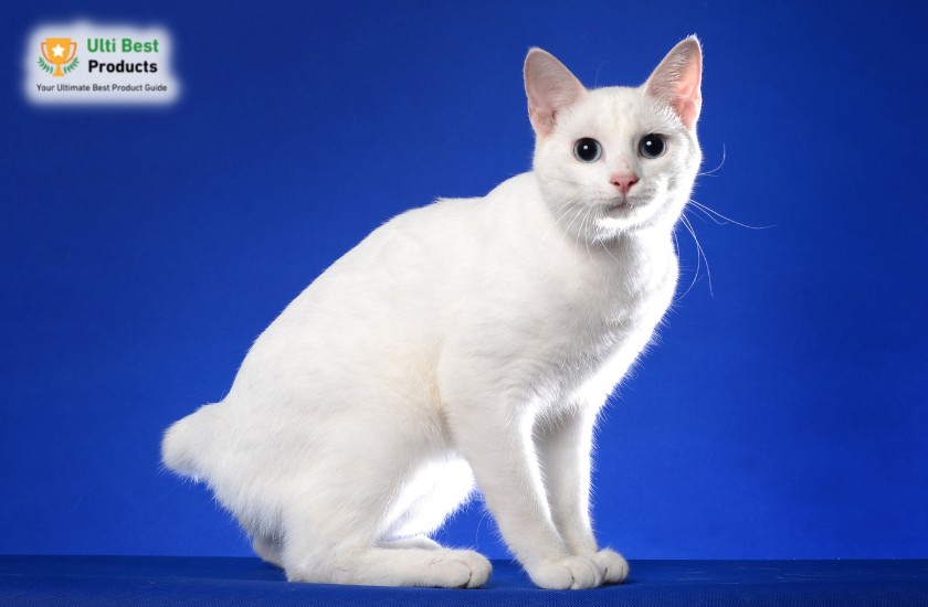 Japanese Bobtail Image Credit: Canva in a post about 26 of The Best White Cat Breeds