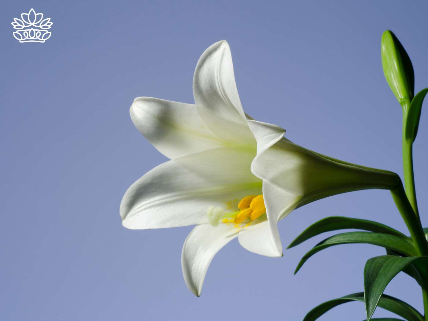 Elegant St Joseph lily with a pristine white bloom and vibrant yellow stamens, a notable species perfect for delivering flowers. This image is part of the Fabulous Flowers and Gifts - Lilies Collection.