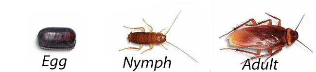 An image showing the life cycle stages of an American cockroach.