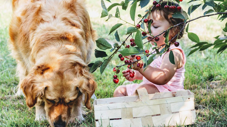 70139d72 e0a3 4cda a456 4c6359c573c8 Can Dogs Eat Cherries? Everything You Need to Know Before Feeding Them