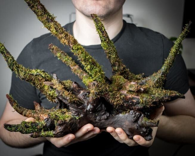 Java moss on the root by Jordan Stiratt