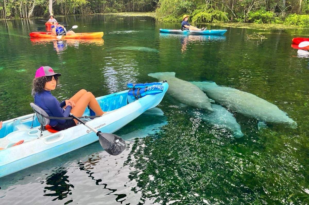 Interacting with Manatees Responsibly