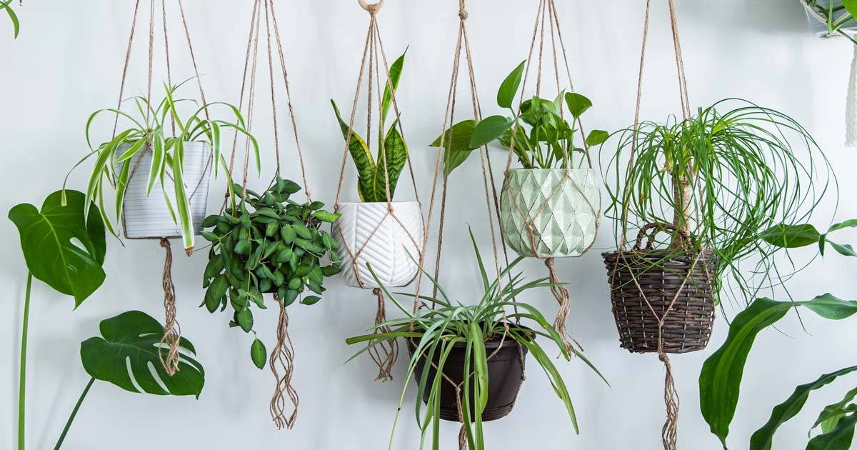 Understanding Plant-Based Air Purification