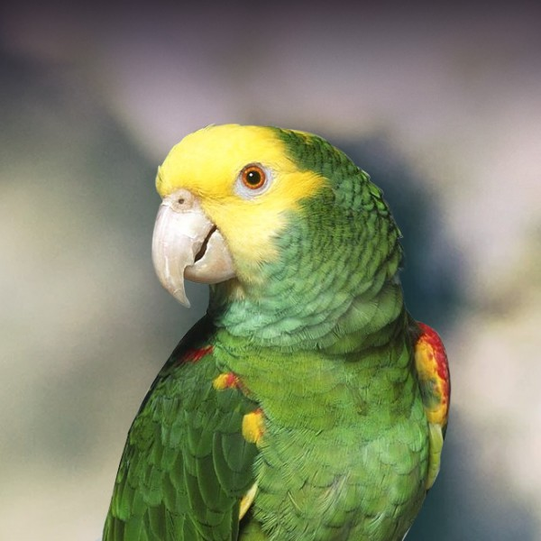 parrot, bird, colorful parrot