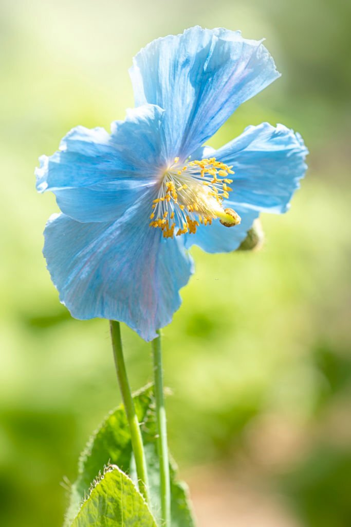 Meconopsis