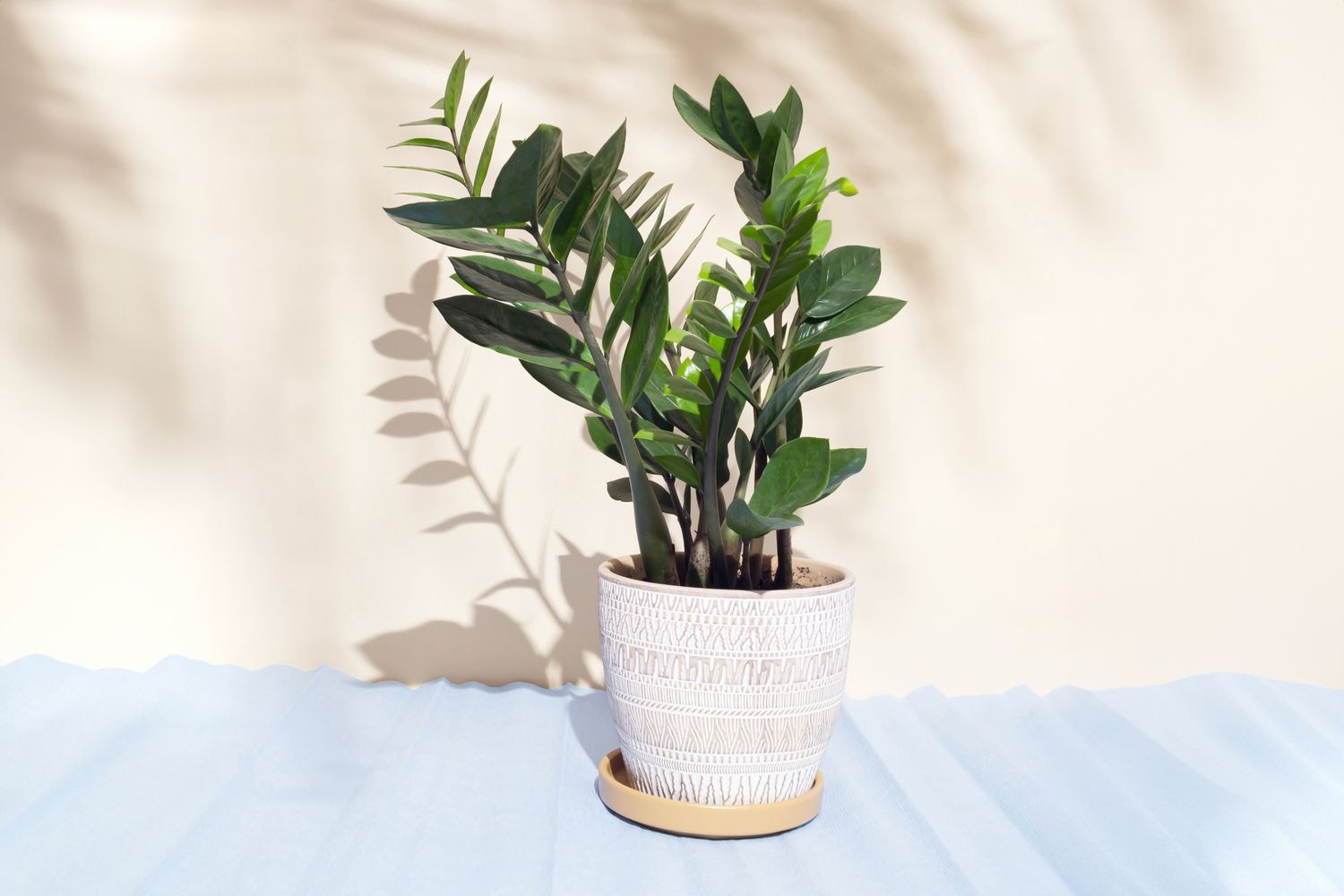 ZZ Plant (Zamioculcas Zamiifolia)