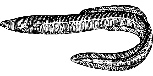 eels in a bucket