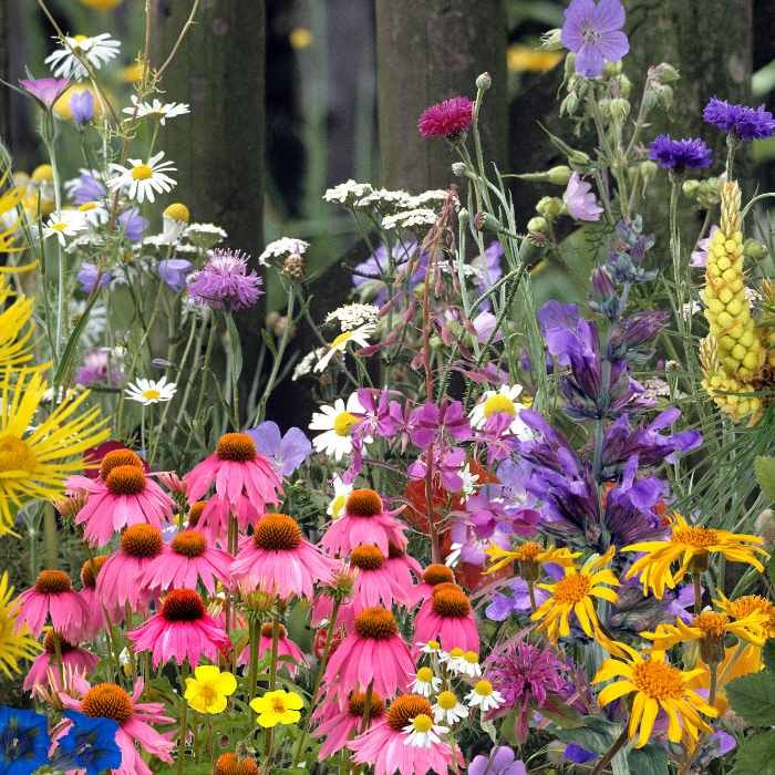 Colourful wildflowers, ingredients for Bach Flower Remedies for depressed adults.