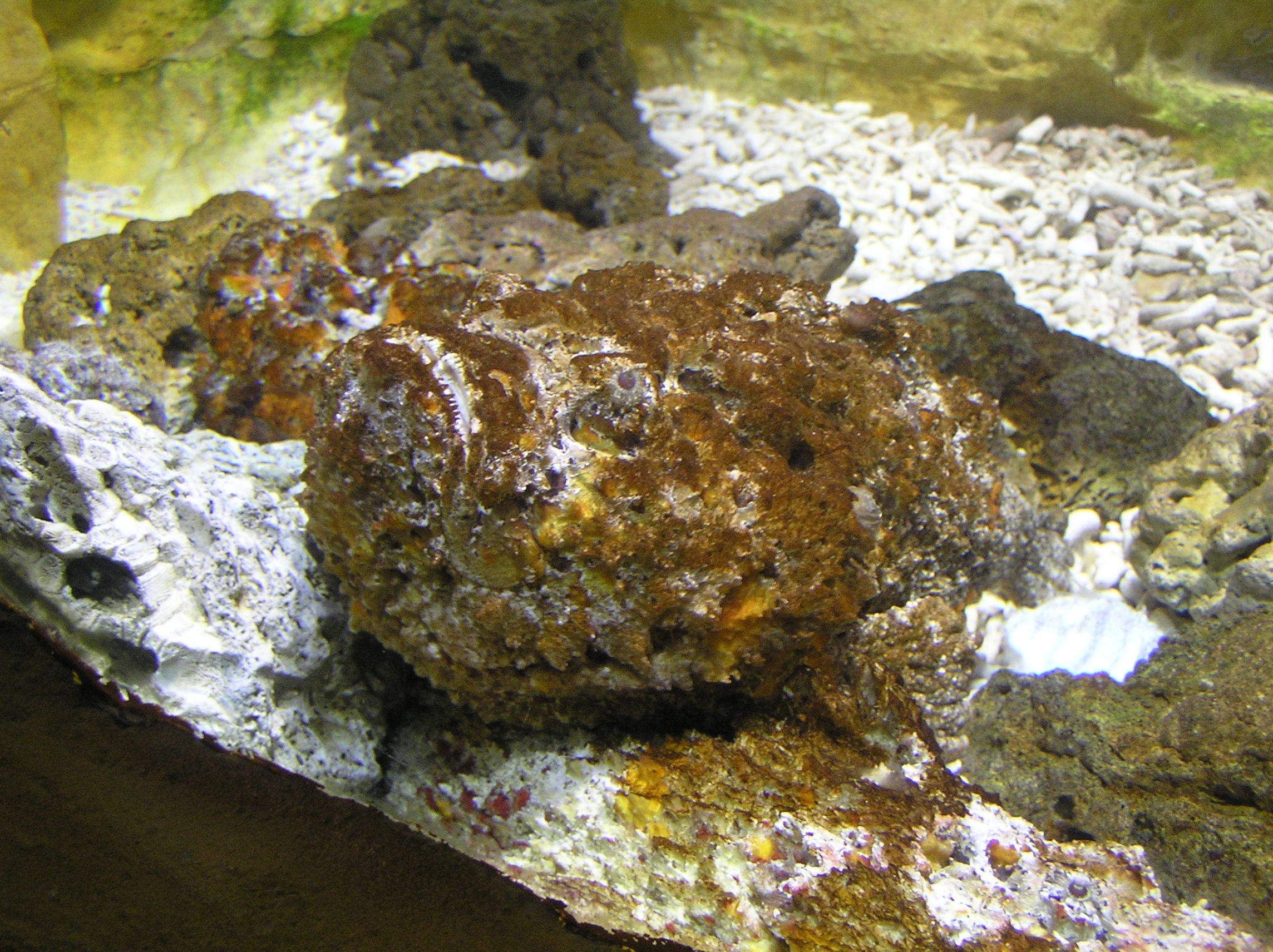 brown algae