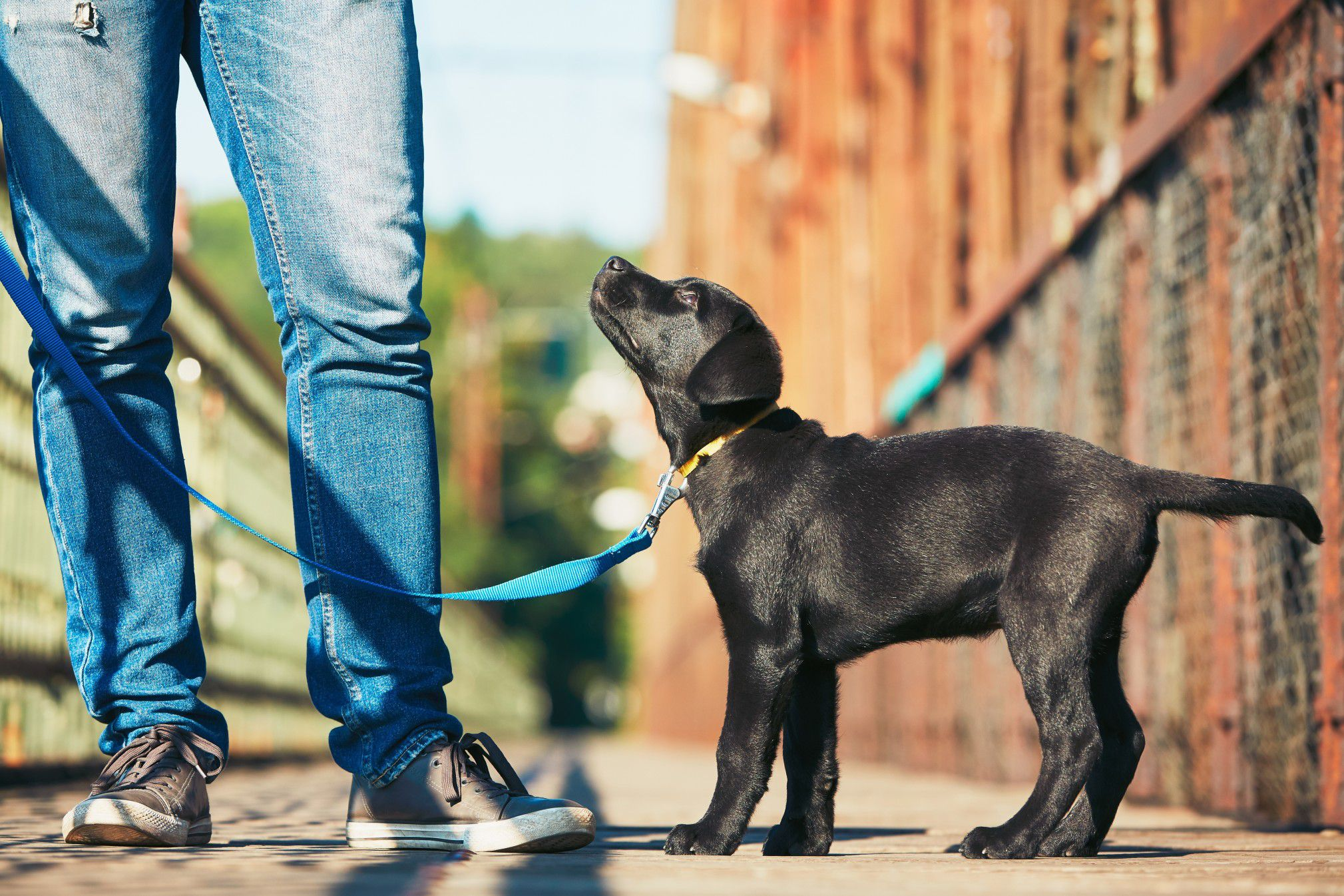 dog leash, training