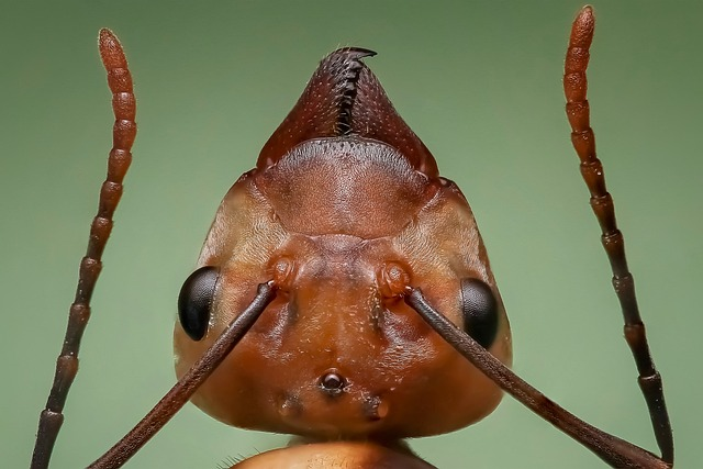 queen ant head