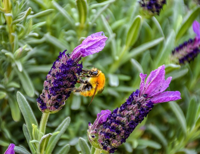 bumblebee, bee, worker