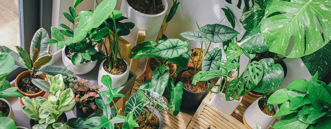 Indoor Plants have green benefits