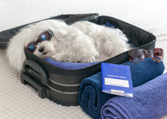 A funny picture of a dog in a suitcase and a pet passport, ready for air travel.