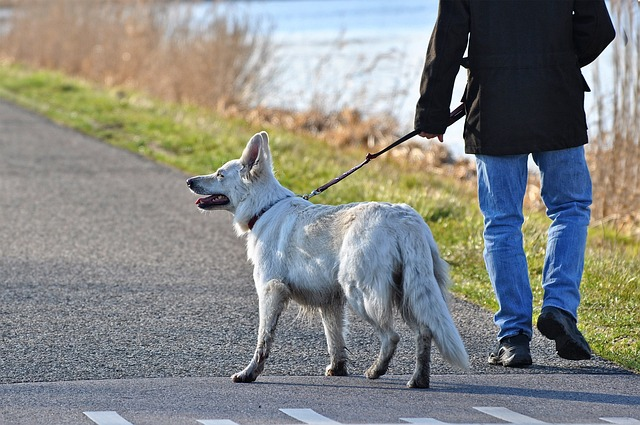 dog, old dog's hind legs, dog's back legs, hind leg tremors swaying, pet's hind legs, rear lifting harness, standing position difficulty walking