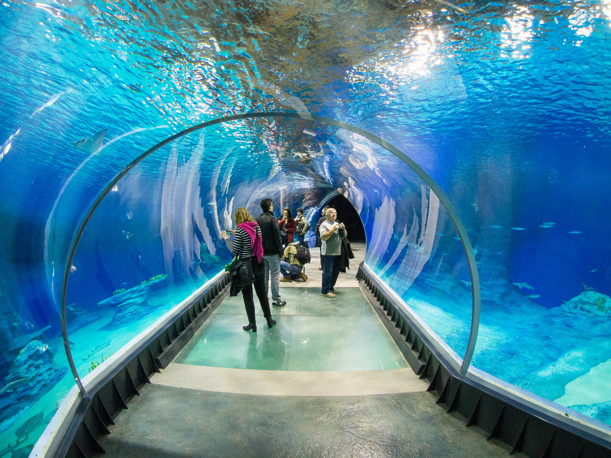 Tunel w Afrykarium we wrocławskim zoo (źródło: https://commons.wikimedia.org/wiki/File:Afrykarium_tunel.jpg)