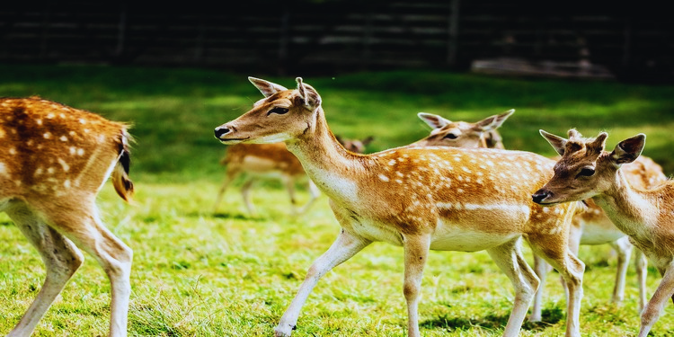 four deers in forest