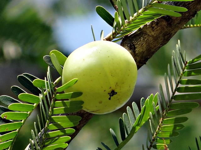 indian gooseberry, amla, nature