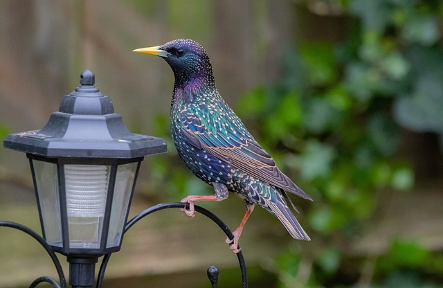 starling, bird, perched