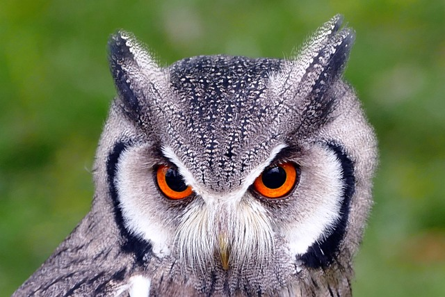 southern white faced owl, birds, owl