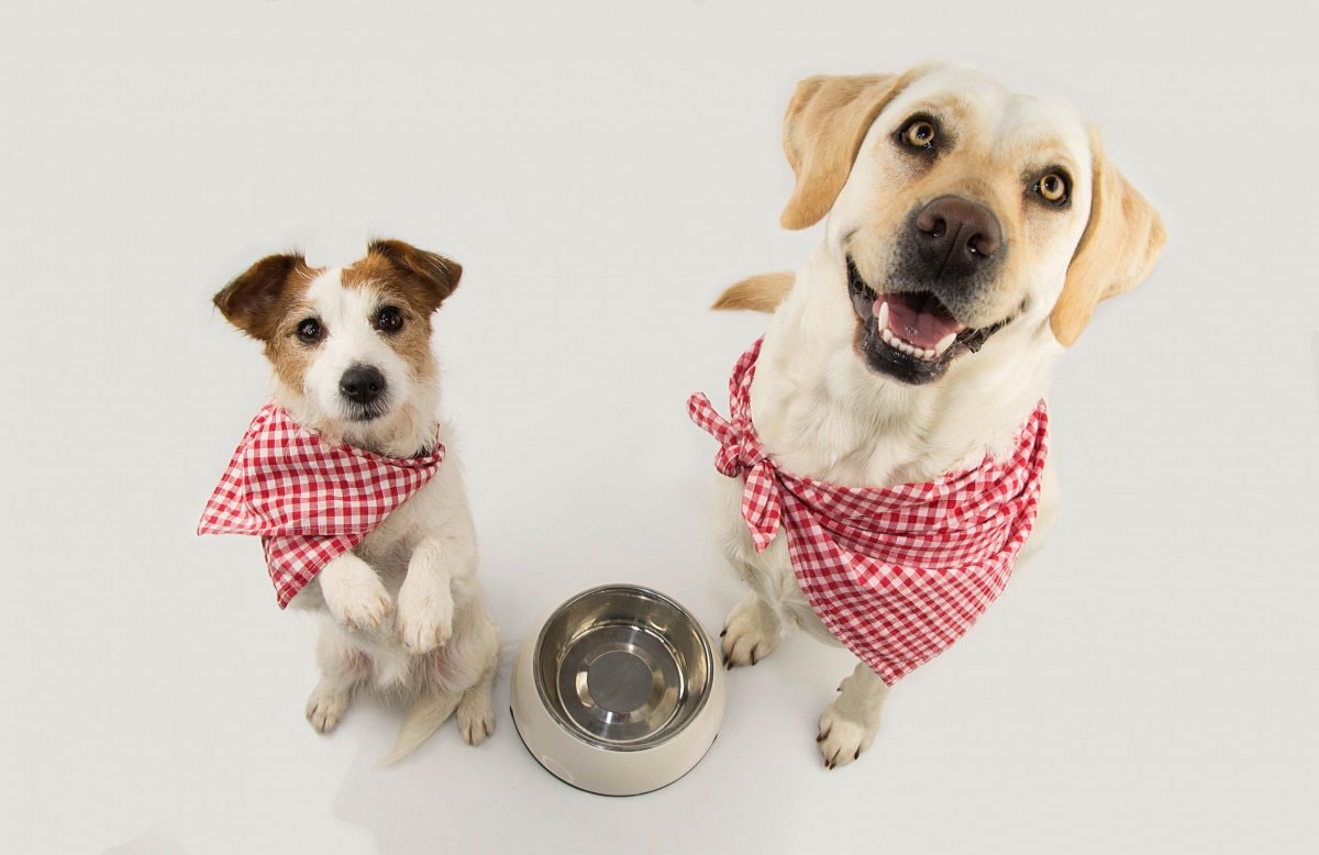 canine pet, Multi-Dog Household