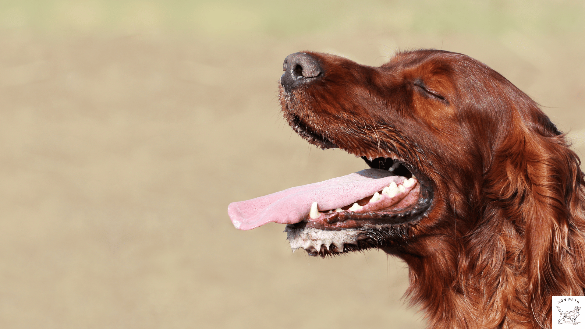 dog panting outside