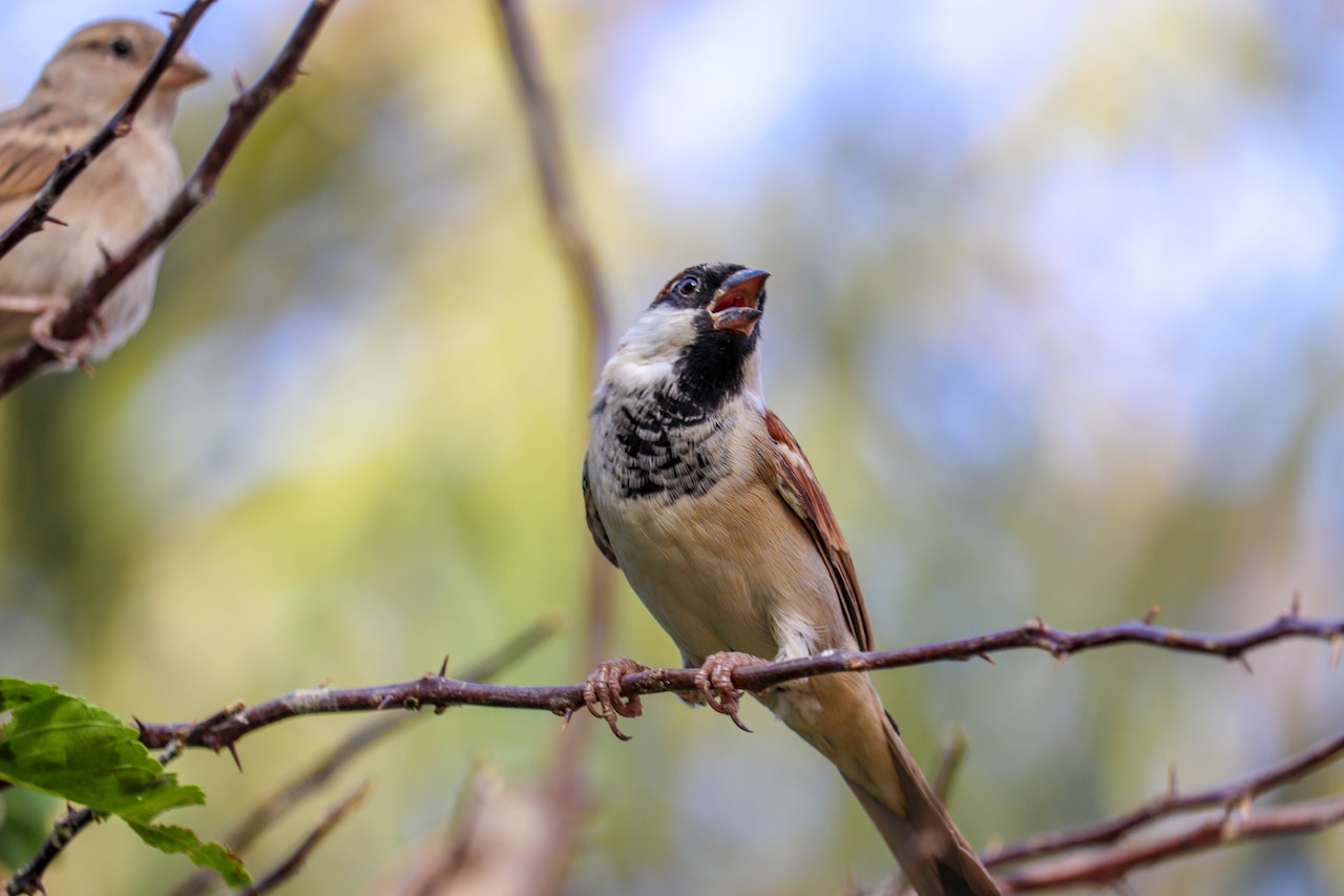 english sparrow vs house sparrow