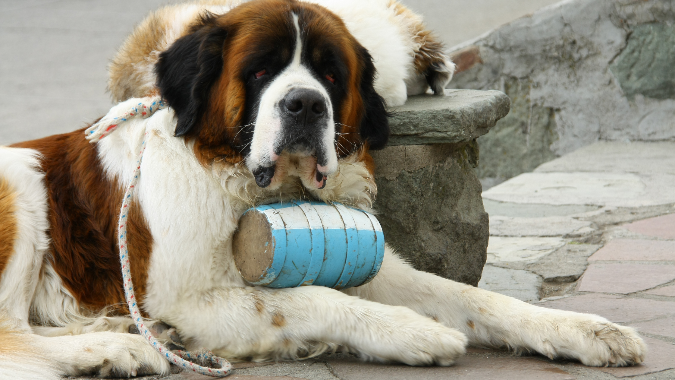 A large St. Bernard with a rescue barrel around his neck