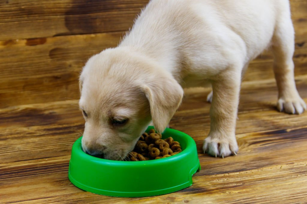 How Much To Feed A Lab Puppy? Labrador Feeding Chart By Age