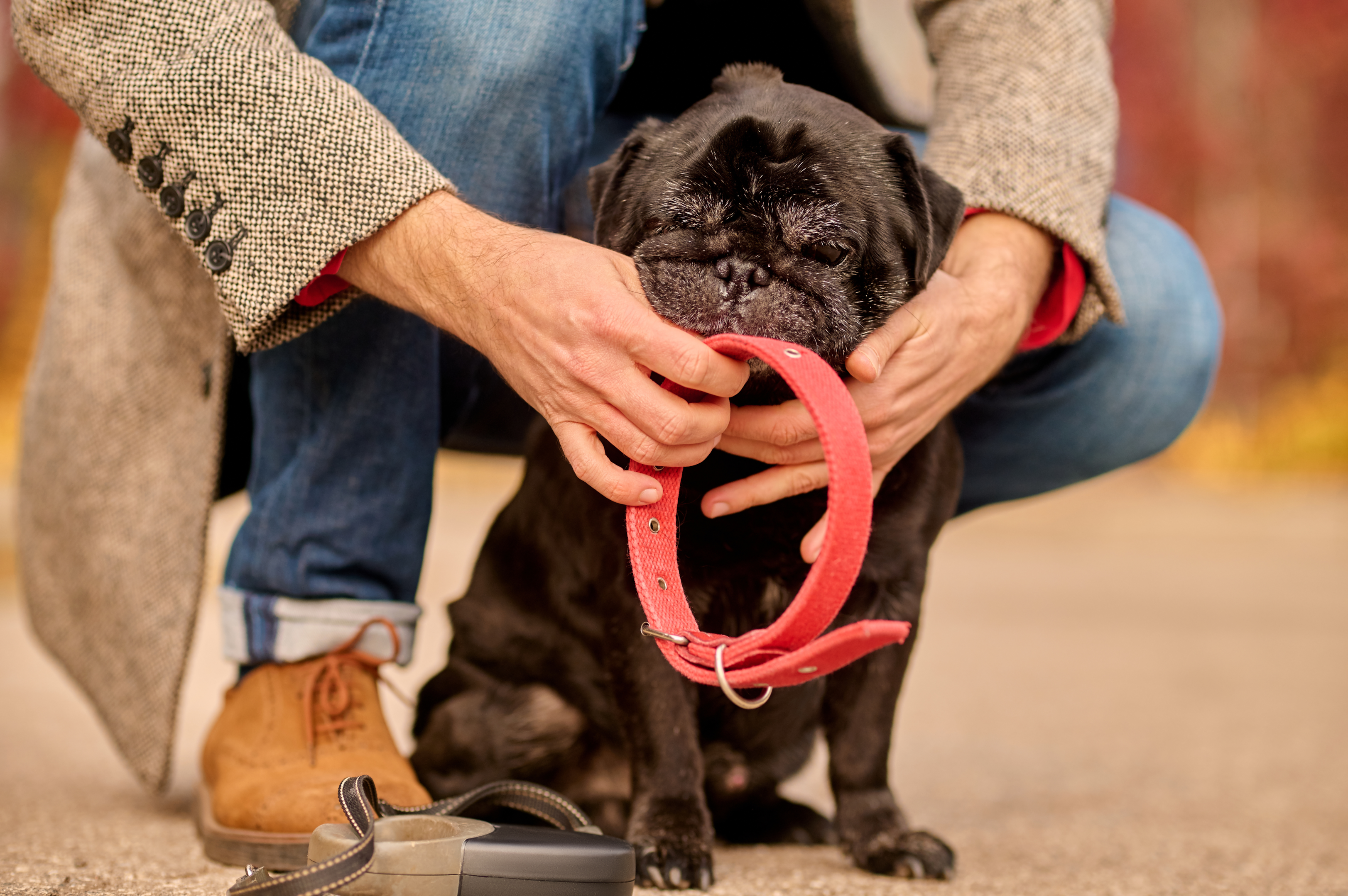 dogs, tangles easily, prevent matting