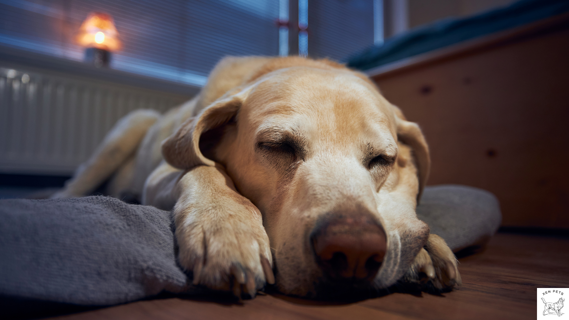 dog sleeping at home