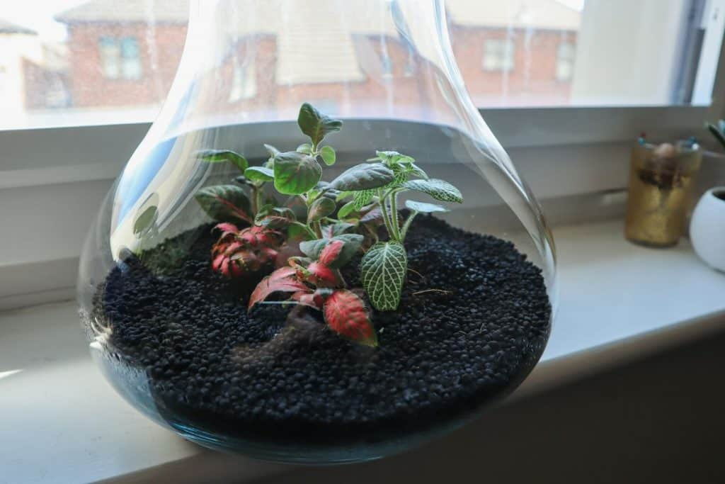 small space, plant, closed terrarium