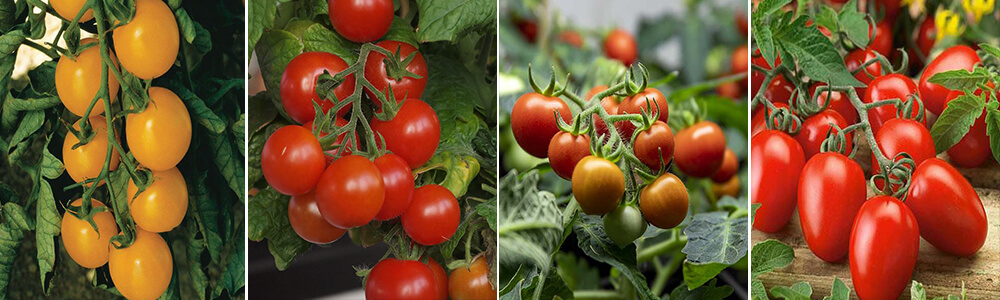 Different tomatoes for hydroponic growing, hydro tomato, tomato garden,hydroponic tomatoes grow