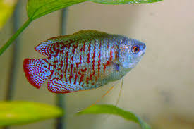 Gourami