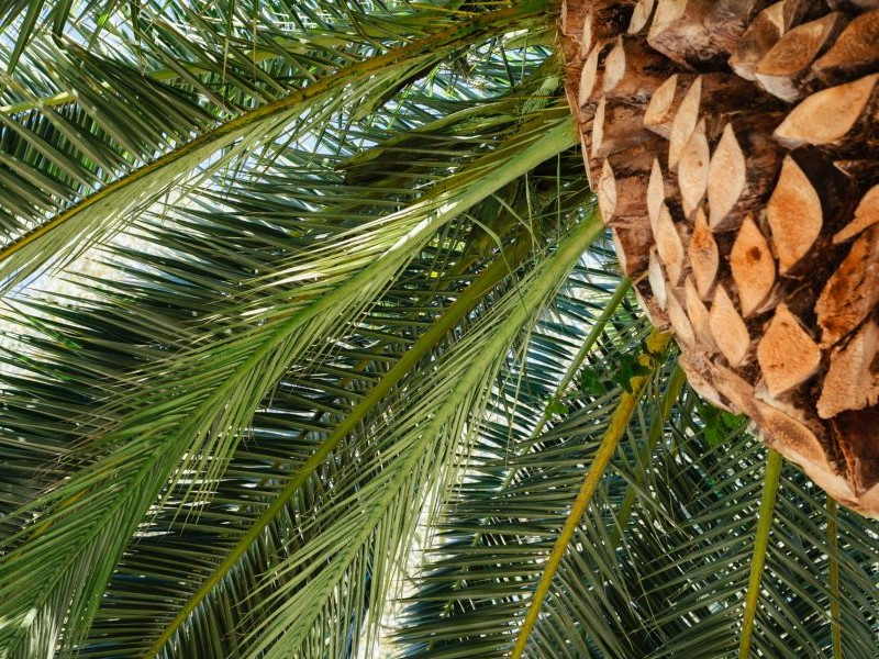 Close-up of a Palm tree