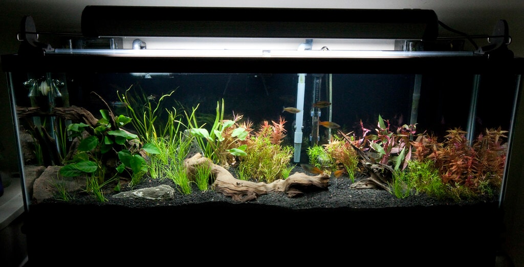 Both canister filter and HOB filter can contribute to your healthy tank