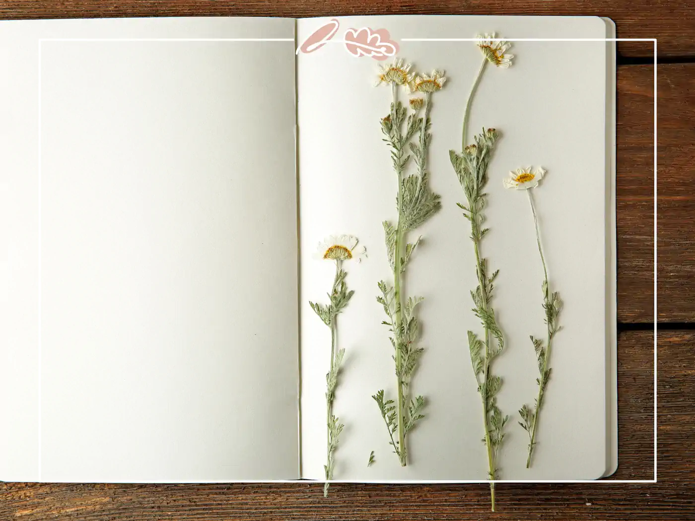 A journal open to a page displaying pressed chamomile flowers, elegantly arranged in a vertical line. Fabulous Flowers and Gifts.