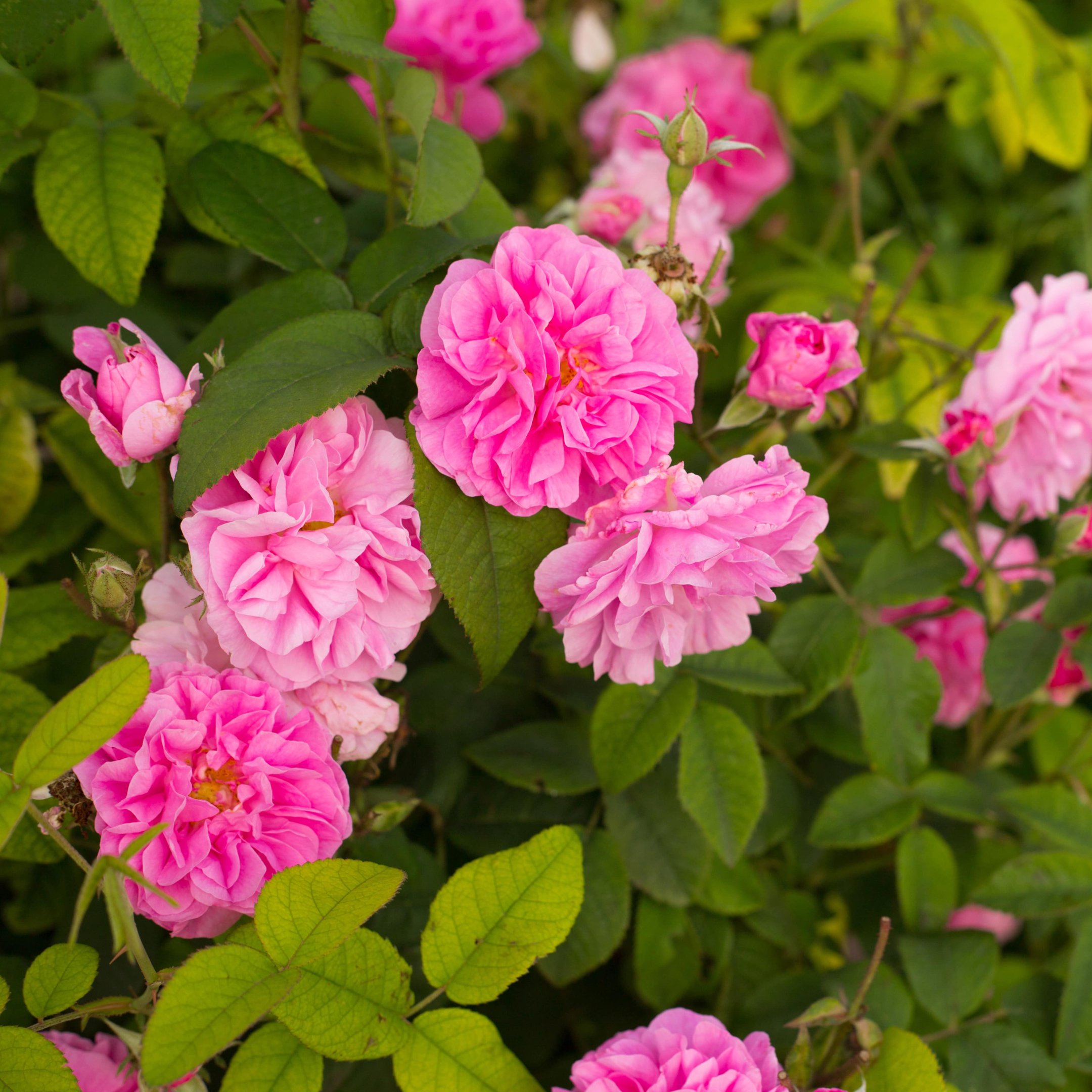 Rosa Damascena flower, those rose flowers will help to produce that beautiful rose essential oil!