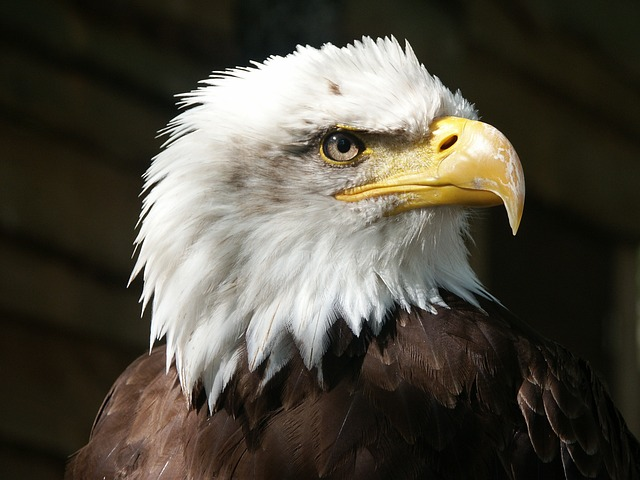 bald eagle, eagle, raptor