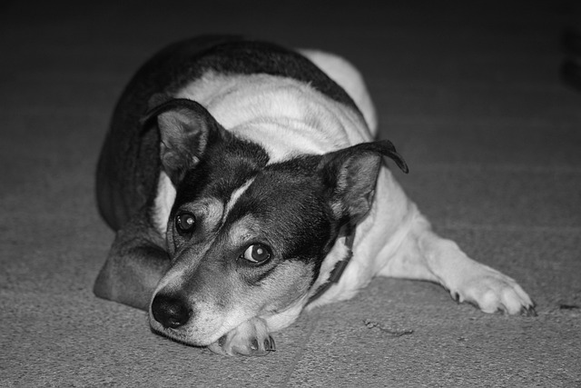 dog, mongrel, terrier