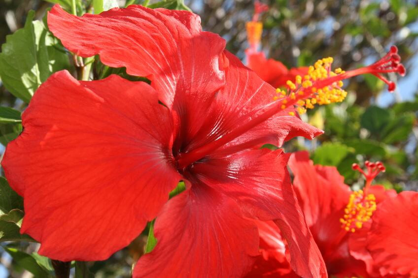 Best Flowering Houseplants, Hibiscus (Hibiscus rosa-sinensis)