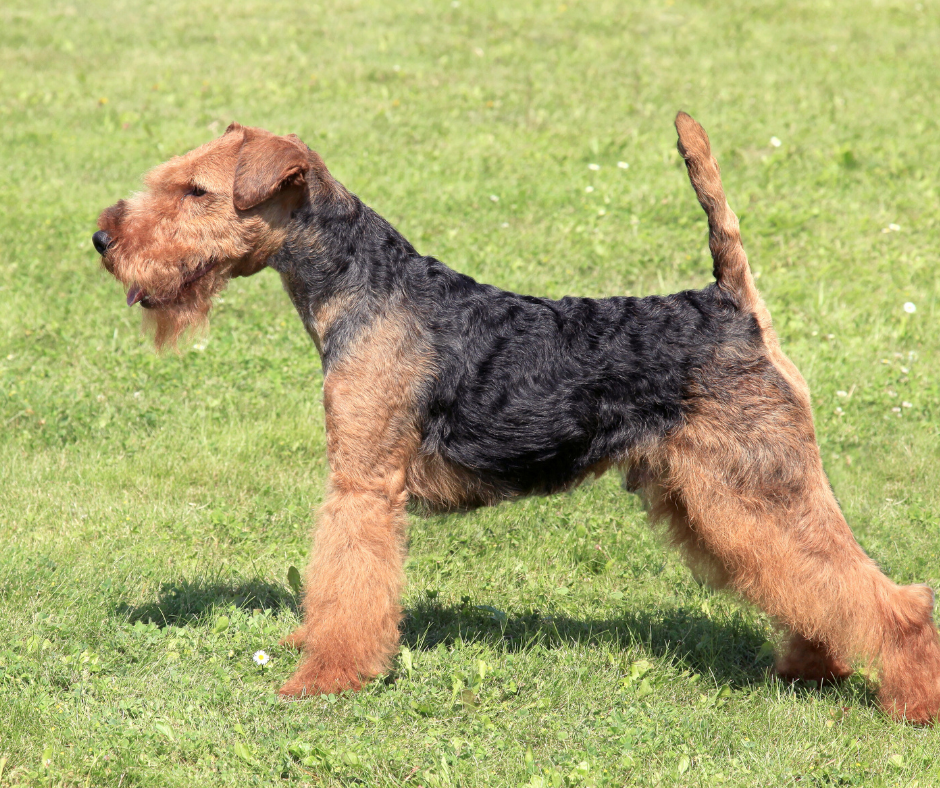 A welsh Terrier side view with tail alert
