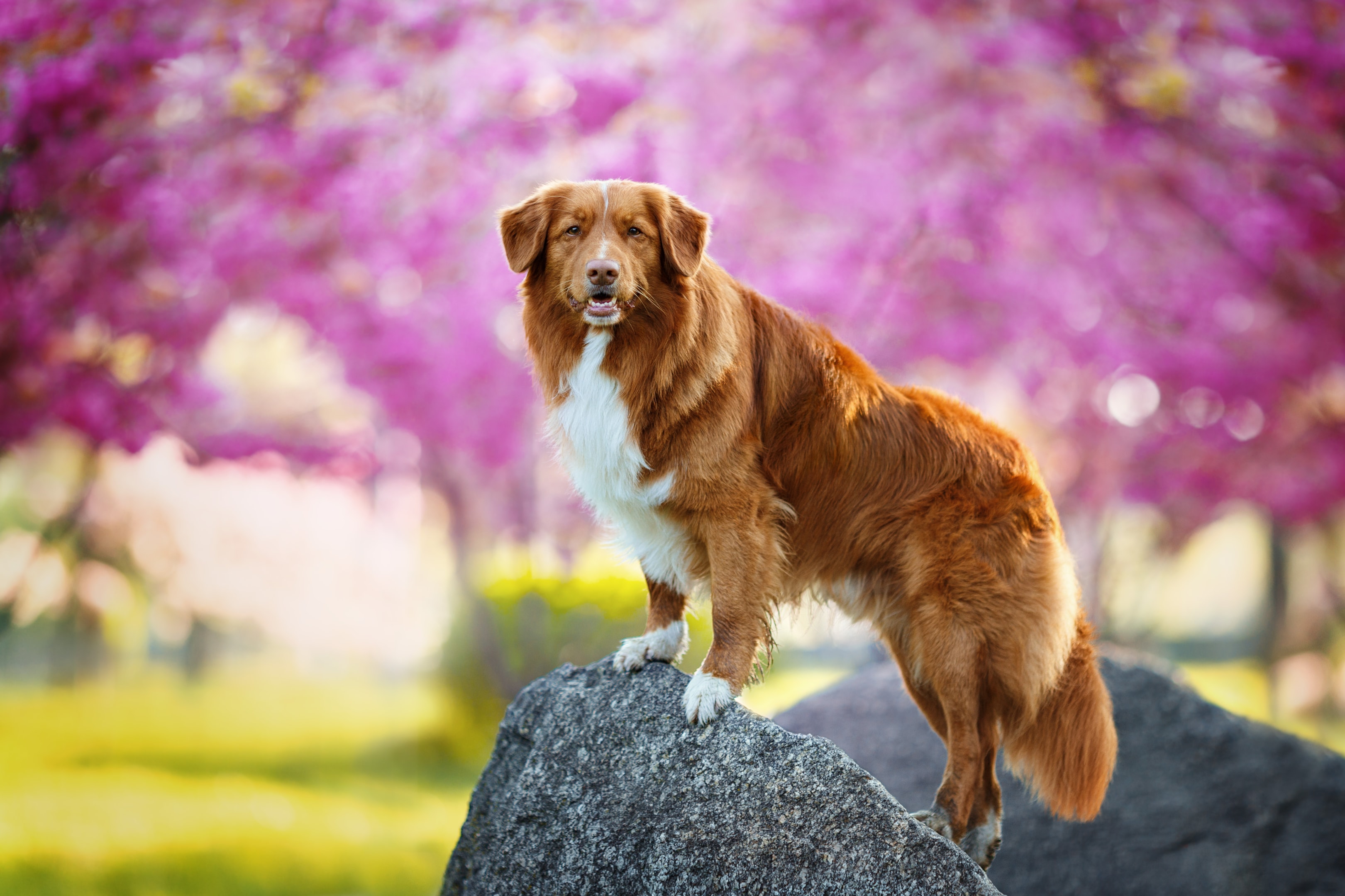 A Nova Scotia Duck Tolling Retriever standing in a park